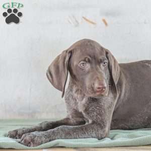 Jordan, German Shorthaired Pointer Puppy