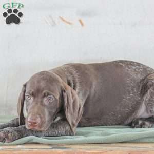 Jordan, German Shorthaired Pointer Puppy