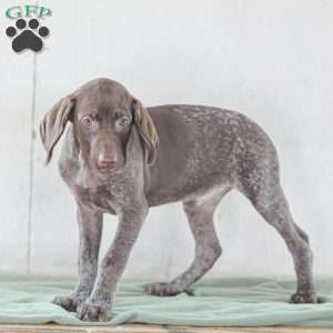 Jordan, German Shorthaired Pointer Puppy