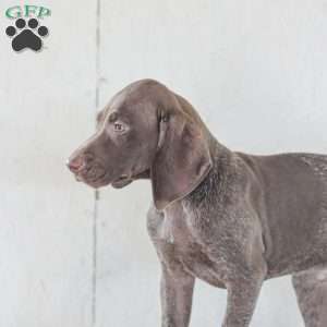 Jordan, German Shorthaired Pointer Puppy