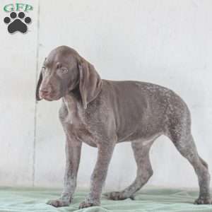 Jordan, German Shorthaired Pointer Puppy