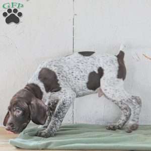 Cody, German Shorthaired Pointer Puppy