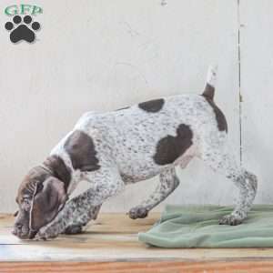 Cody, German Shorthaired Pointer Puppy