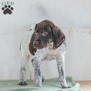 Cody, German Shorthaired Pointer Puppy