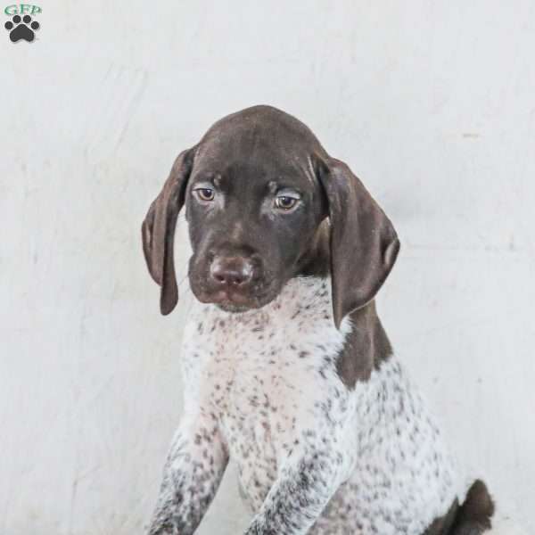 Cody, German Shorthaired Pointer Puppy