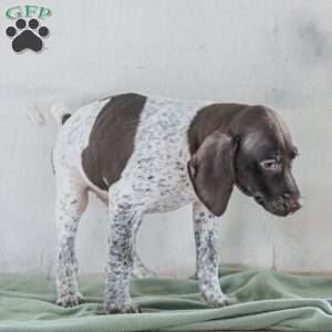Cody, German Shorthaired Pointer Puppy