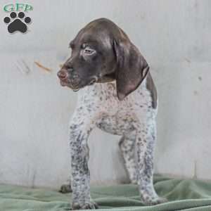 Cody, German Shorthaired Pointer Puppy
