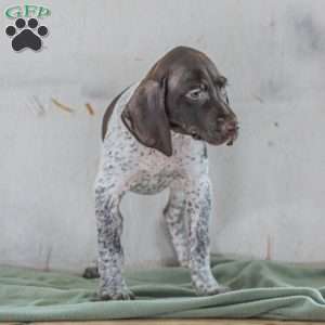 Cody, German Shorthaired Pointer Puppy