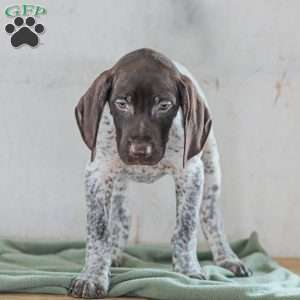 Cody, German Shorthaired Pointer Puppy
