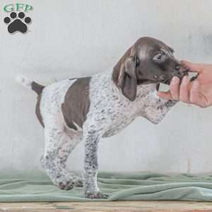 Cody, German Shorthaired Pointer Puppy