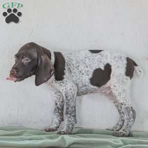Cody, German Shorthaired Pointer Puppy