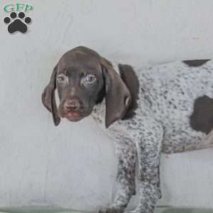 Cody, German Shorthaired Pointer Puppy