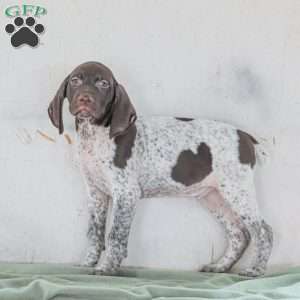 Cody, German Shorthaired Pointer Puppy