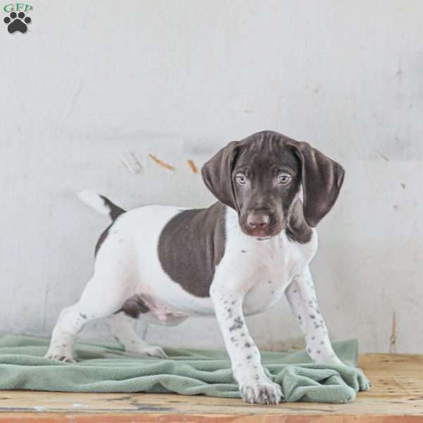 Coleson, German Shorthaired Pointer Puppy