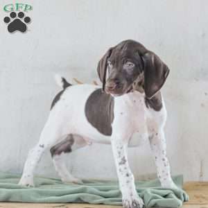 Coleson, German Shorthaired Pointer Puppy