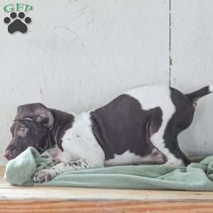 Coleson, German Shorthaired Pointer Puppy