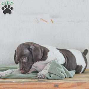 Coleson, German Shorthaired Pointer Puppy