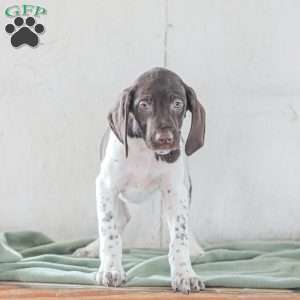 Coleson, German Shorthaired Pointer Puppy