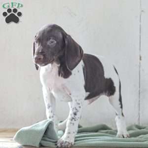 Coleson, German Shorthaired Pointer Puppy