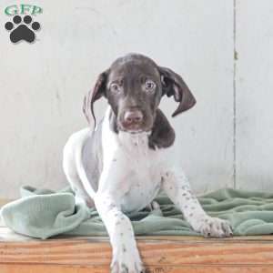 Coleson, German Shorthaired Pointer Puppy