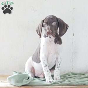 Coleson, German Shorthaired Pointer Puppy