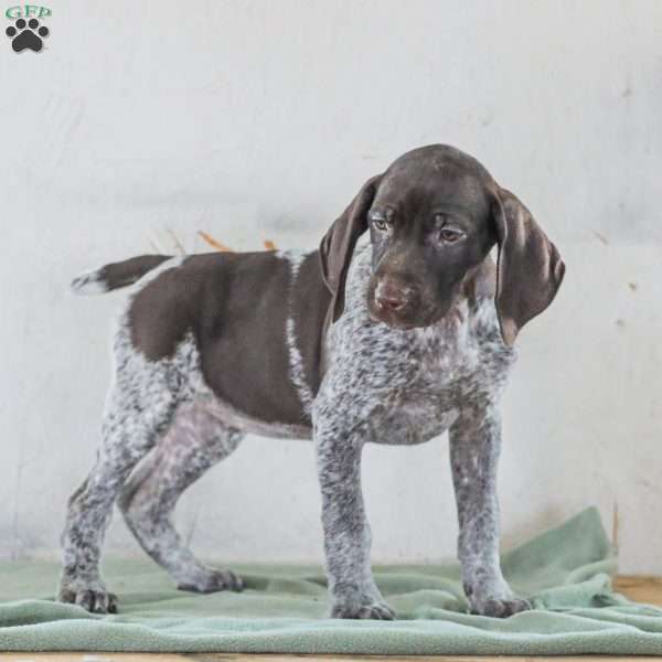Cassady, German Shorthaired Pointer Puppy