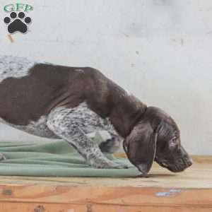 Chase, German Shorthaired Pointer Puppy