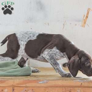 Chase, German Shorthaired Pointer Puppy