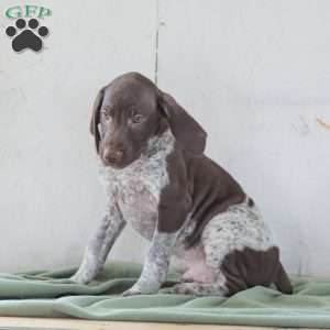Chase, German Shorthaired Pointer Puppy