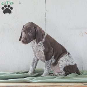 Chase, German Shorthaired Pointer Puppy