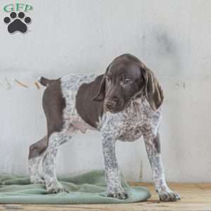Chase, German Shorthaired Pointer Puppy
