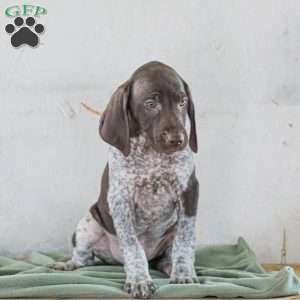 Chase, German Shorthaired Pointer Puppy