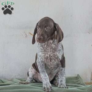 Chase, German Shorthaired Pointer Puppy