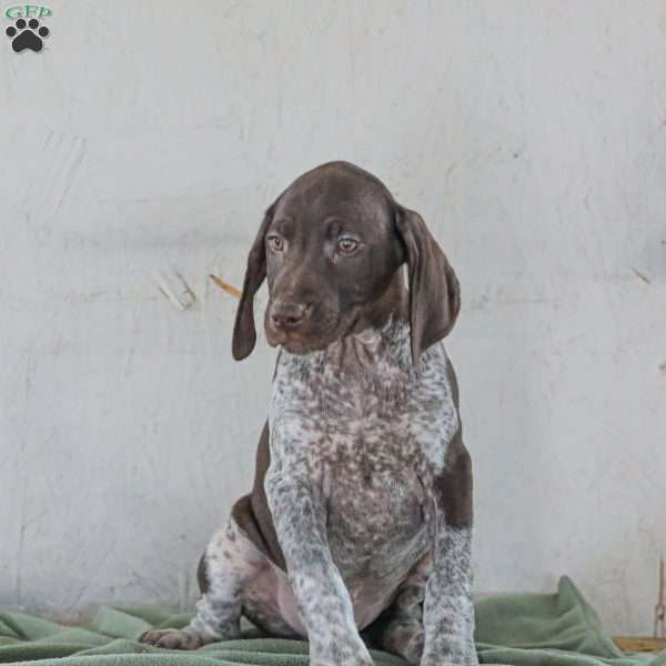 Chase, German Shorthaired Pointer Puppy