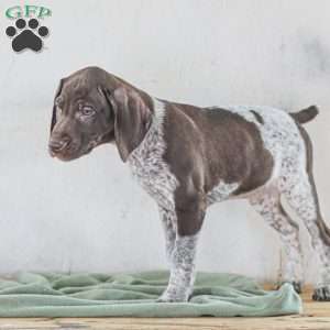 Chase, German Shorthaired Pointer Puppy