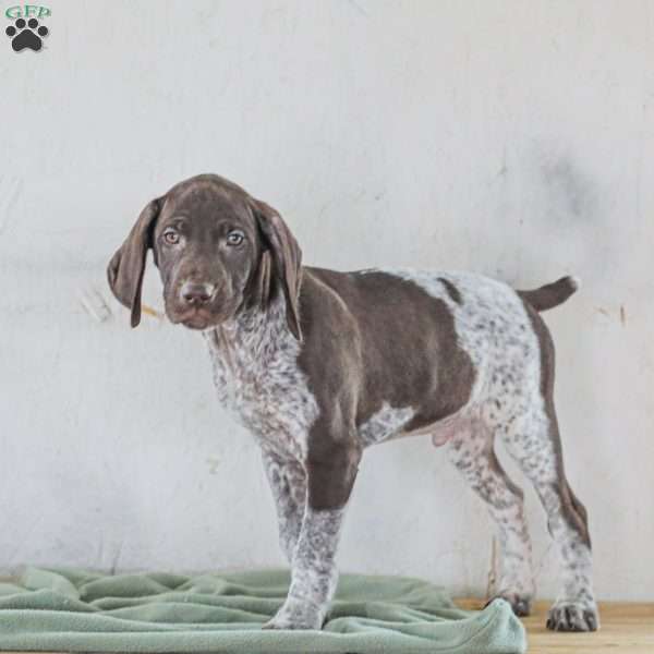 Chase, German Shorthaired Pointer Puppy