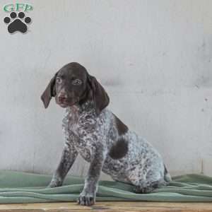 Chrissy, German Shorthaired Pointer Puppy