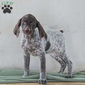 Chrissy, German Shorthaired Pointer Puppy