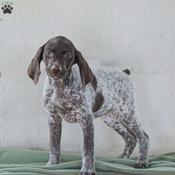 Chrissy, German Shorthaired Pointer Puppy