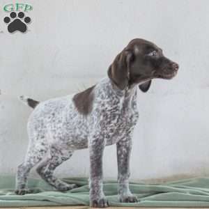 Chrissy, German Shorthaired Pointer Puppy