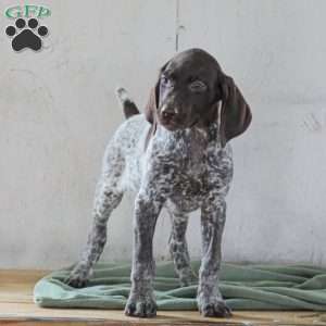 Chrissy, German Shorthaired Pointer Puppy