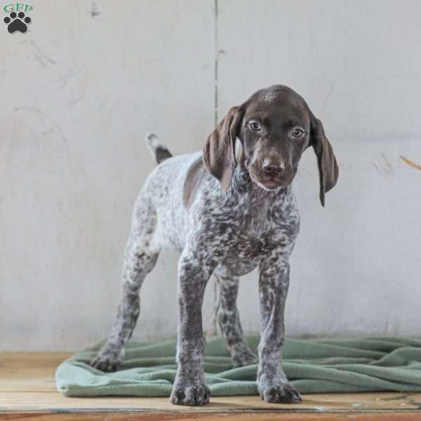 Chrissy, German Shorthaired Pointer Puppy