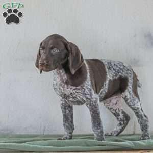 Casper, German Shorthaired Pointer Puppy