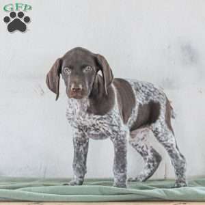Casper, German Shorthaired Pointer Puppy