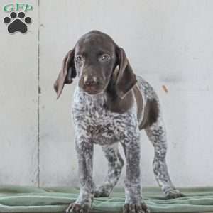 Casper, German Shorthaired Pointer Puppy