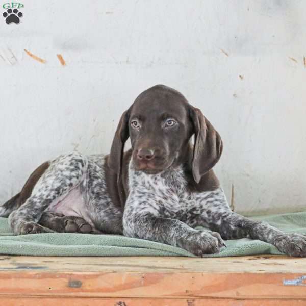 Casper, German Shorthaired Pointer Puppy
