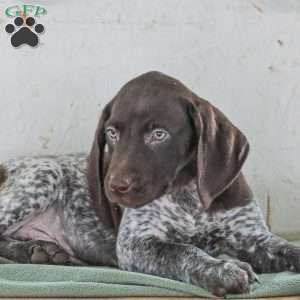 Casper, German Shorthaired Pointer Puppy
