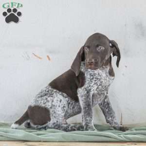 Casper, German Shorthaired Pointer Puppy