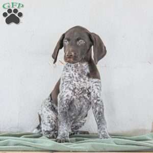 Casper, German Shorthaired Pointer Puppy