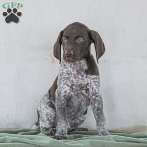 Casper, German Shorthaired Pointer Puppy